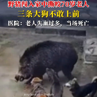 陕西一老人被野猪顶撞撕咬致死 现场监控曝光